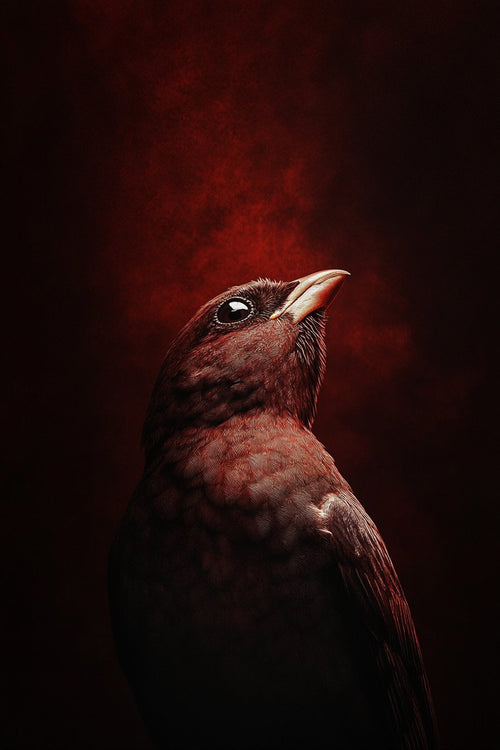 "#22 - Colorful Bird" de Eric Lespinasse