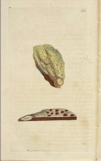 Grabados Botánicos de 1814: Obras de James Sowerby enmarcadas y autentificadas