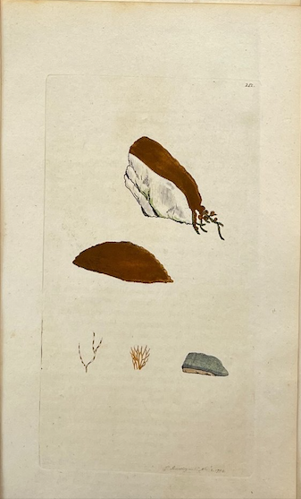 Grabados Botánicos de 1814: Obras de James Sowerby enmarcadas y autentificadas