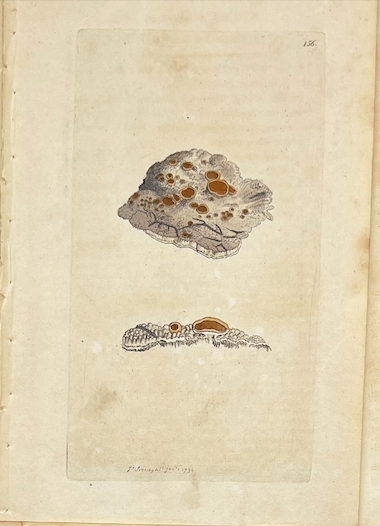 Grabados Botánicos de 1814: Obras de James Sowerby enmarcadas y autentificadas