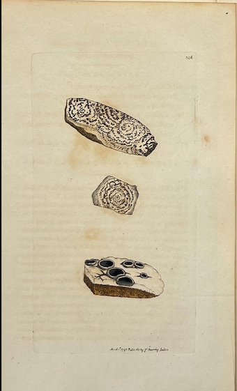 Grabados Botánicos de 1814: Obras de James Sowerby enmarcadas y autentificadas