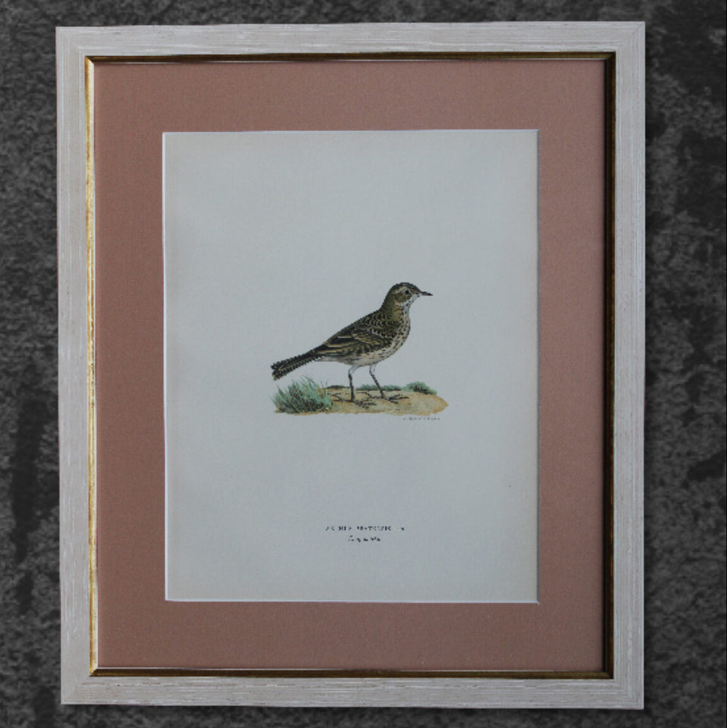 Original Lithographic Print of Swedish Birds (Anthus Pratensis) - 1920