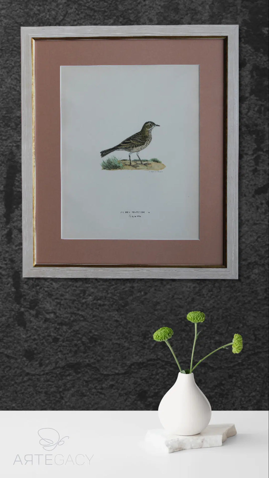 Original Lithographic Print of Swedish Birds (Anthus Pratensis) - 1920