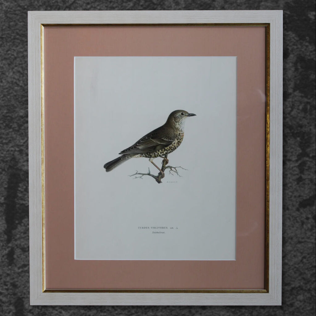 Original Lithographic Print of Swedish Birds (Turdus Viscivorus) - 1920