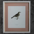 Original Lithographic Print of Swedish Birds (Turdus Viscivorus) - 1920
