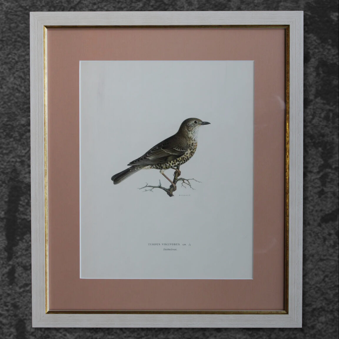 Grabado Litográfico Original de Aves Suecas (Turdus Viscivorus) - 1920