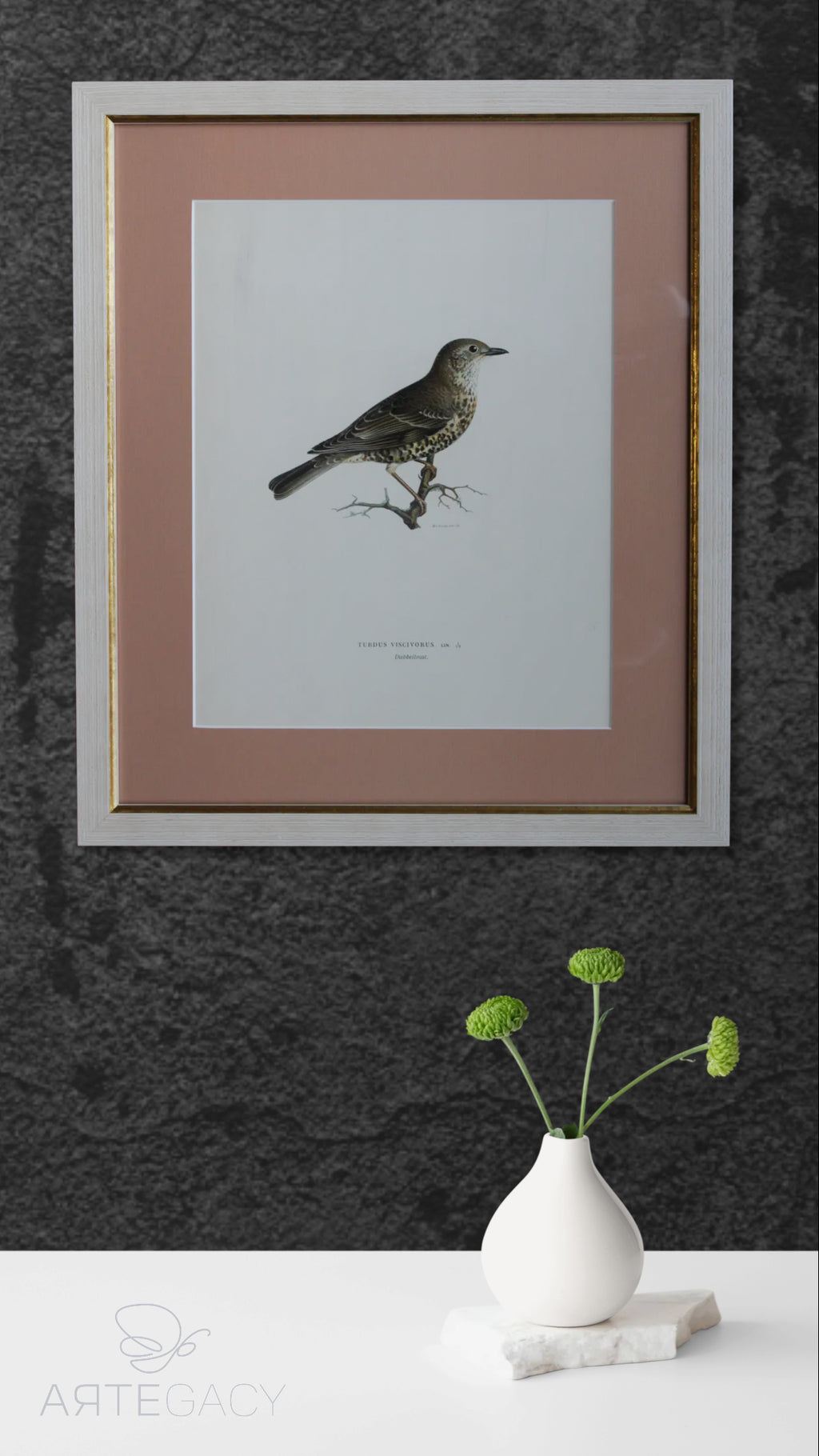 Original Lithographic Print of Swedish Birds (Turdus Viscivorus) - 1920