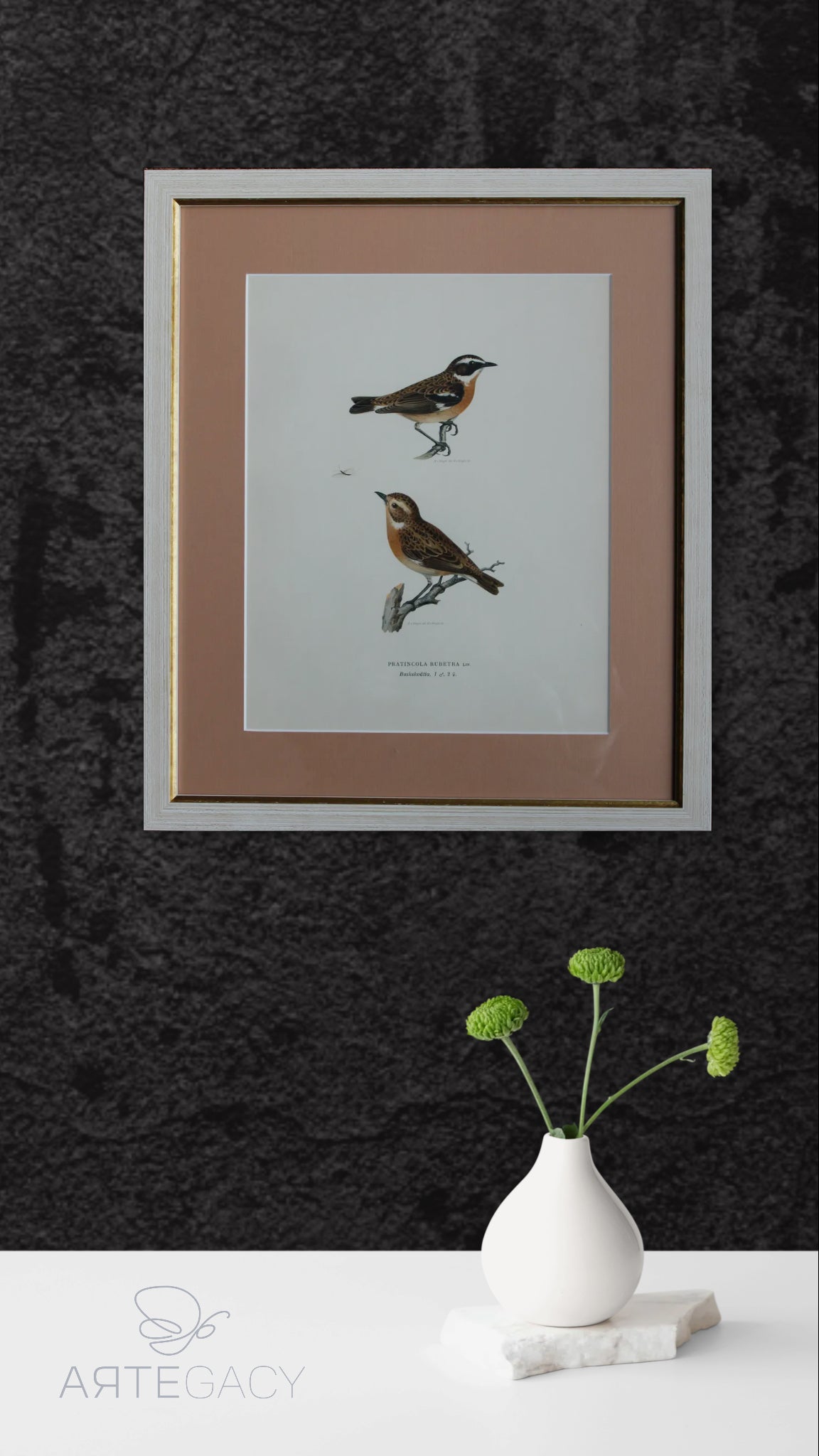 Grabado Litográfico Original de Aves Suecas (Pratincola Rubetra) - 1920