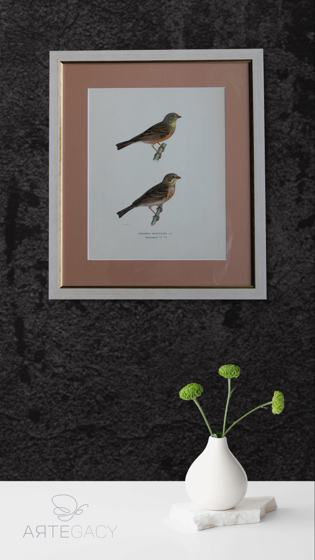 Grabado Litográfico Original de Aves Suecas (Emberiza Hortulana) - 1920