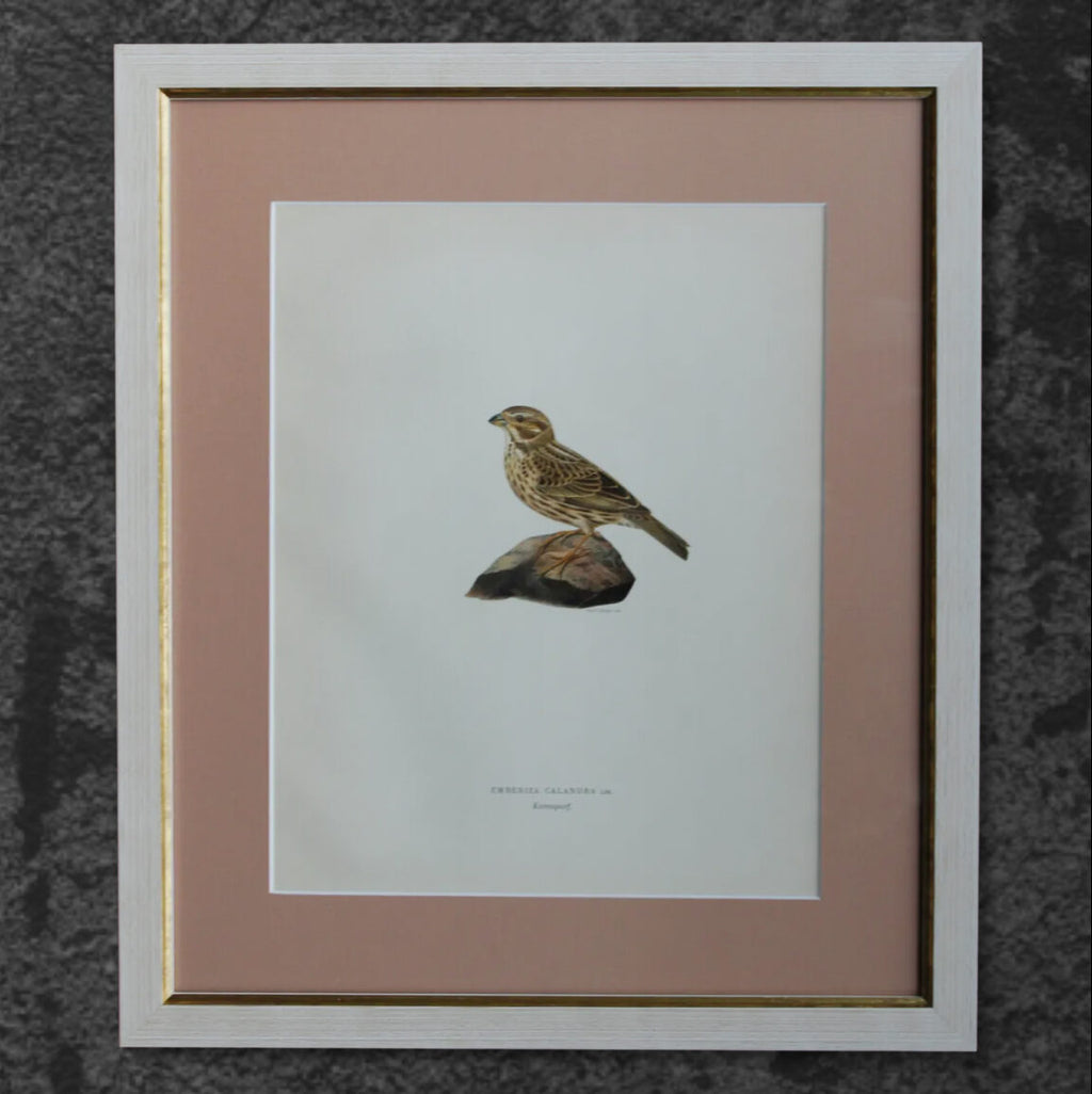 Original Lithographic Engraving of Swedish Birds (Emberiza Calandra) - 1920
