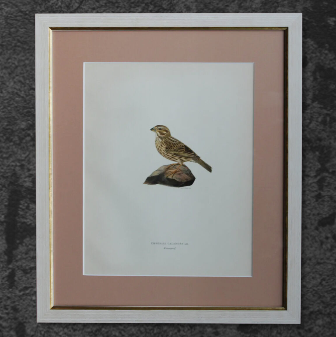 Grabado Litográfico Original de Aves Suecas (Emberiza Calandra) - 1920
