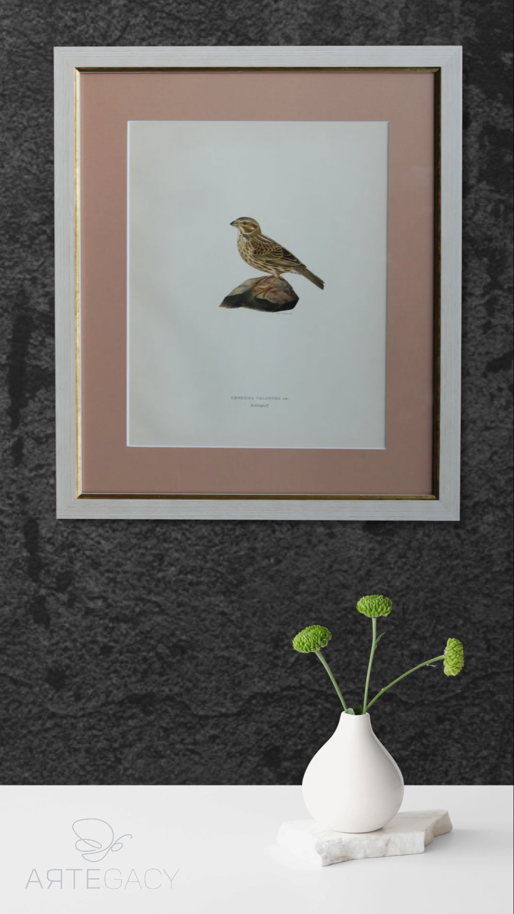 Original Lithographic Engraving of Swedish Birds (Emberiza Calandra) - 1920