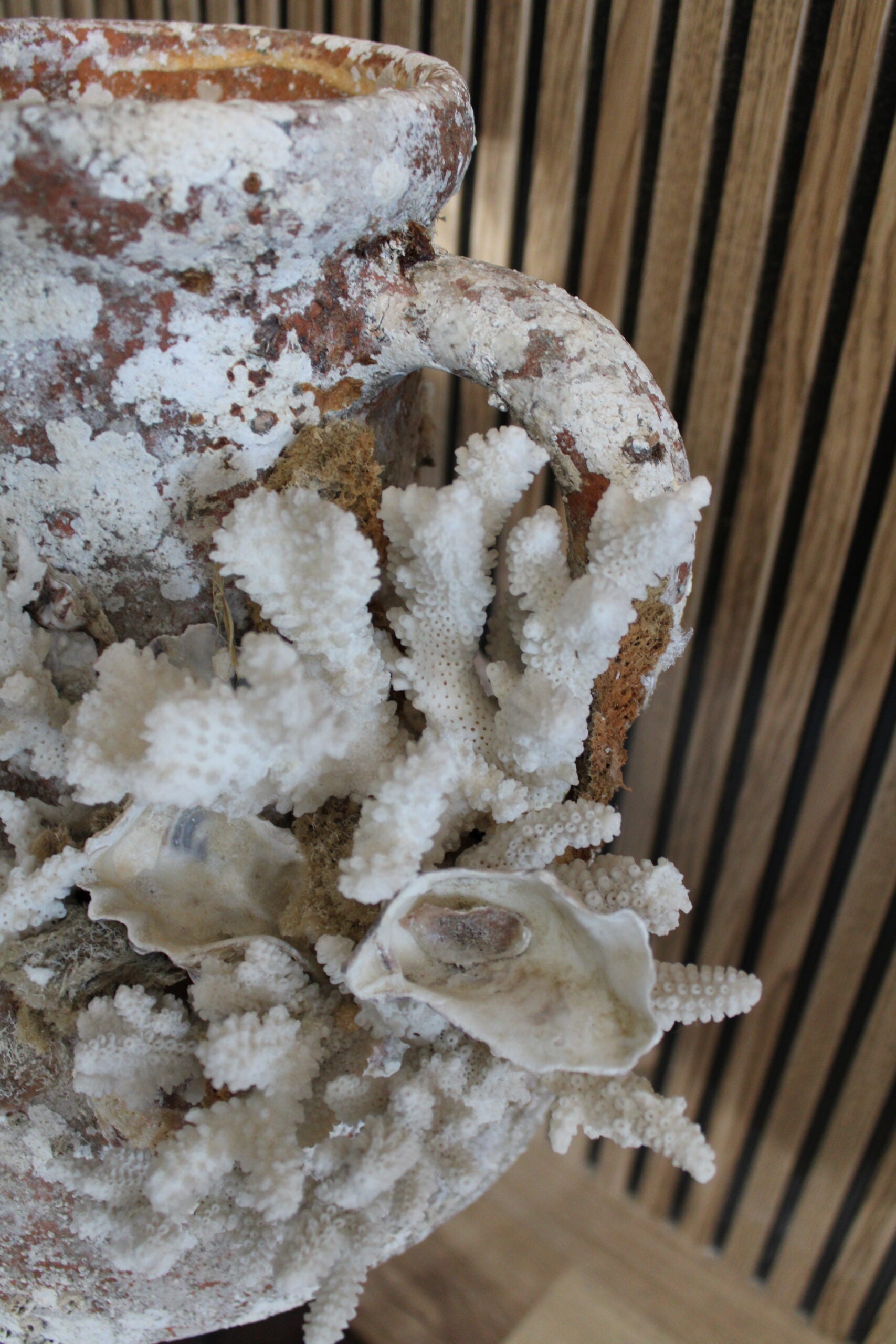 Trozo de Ánfora Etrusca Rota con Coral -Ánforas de Mar