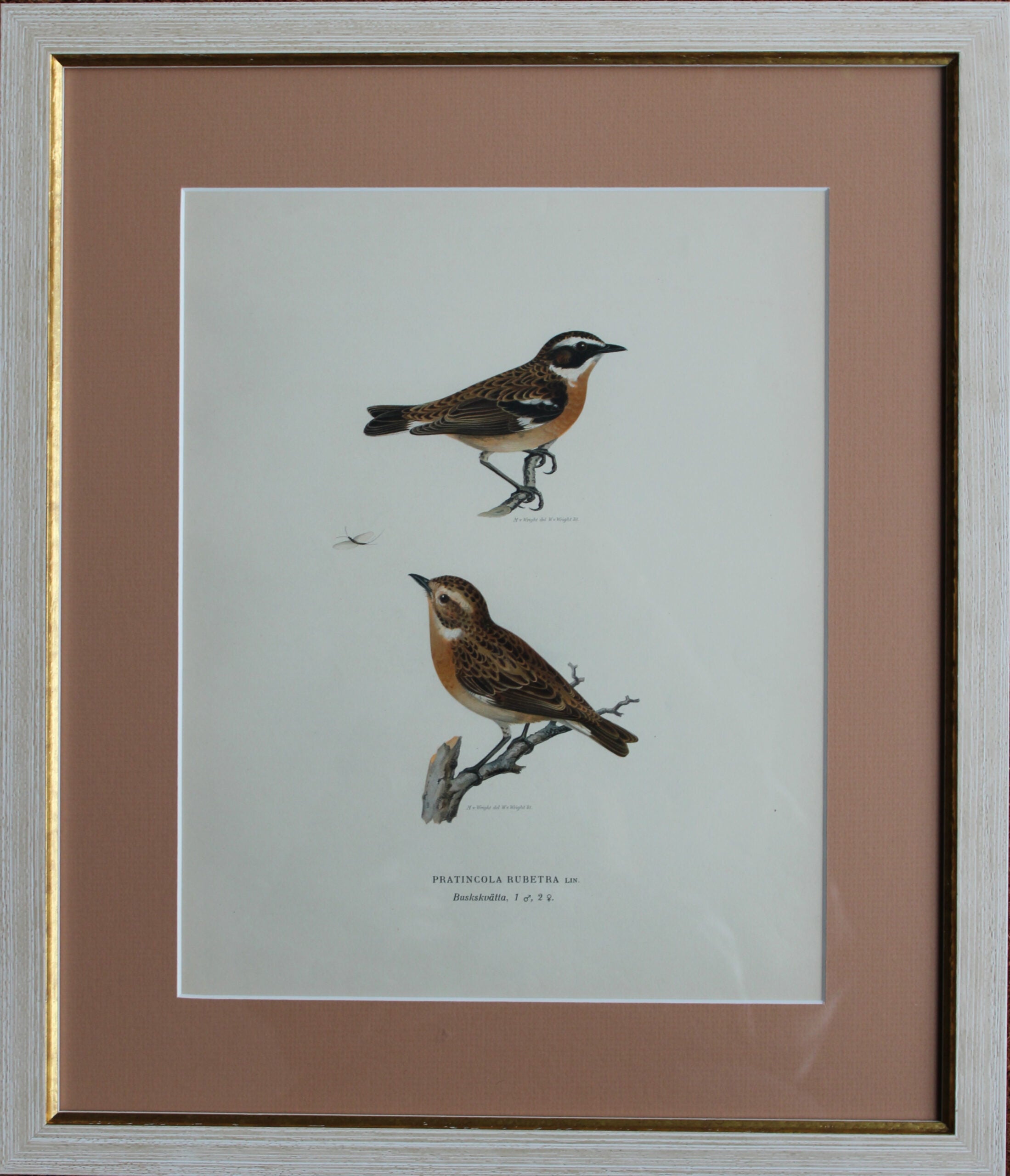 Grabado Litográfico Original de Aves Suecas (Pratincola Rubetra) - 1920