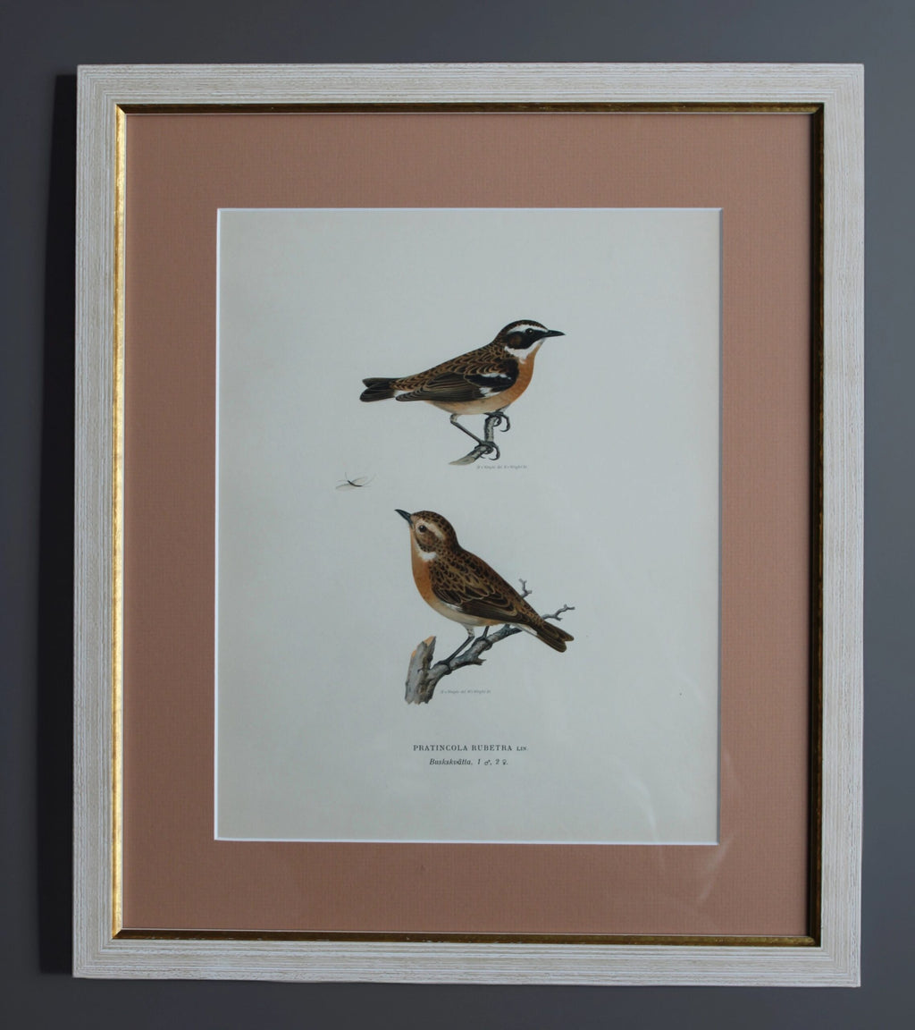 Grabado Litográfico Original de Aves Suecas (Pratincola Rubetra) - 1920