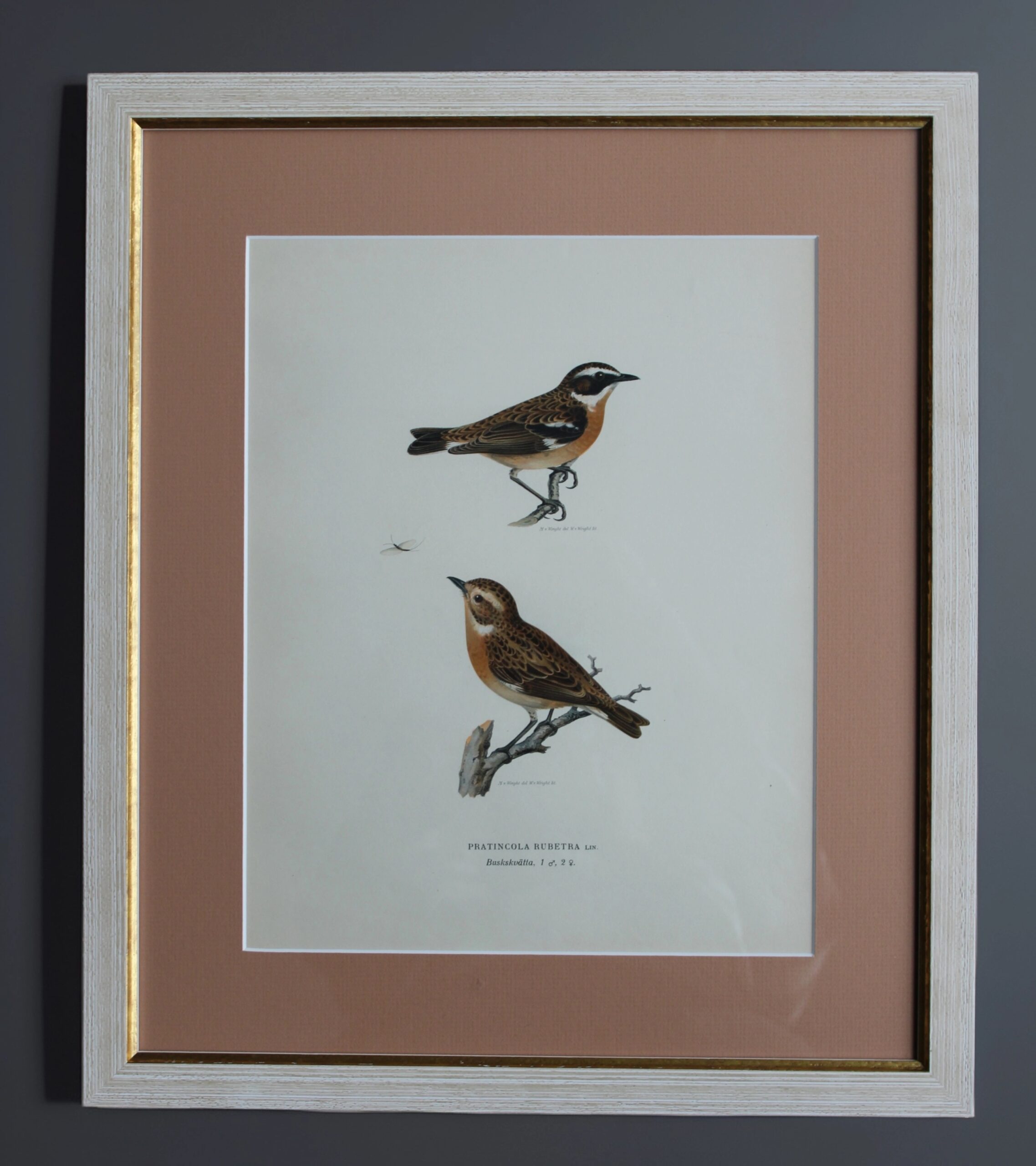 Grabado Litográfico Original de Aves Suecas (Pratincola Rubetra) - 1920