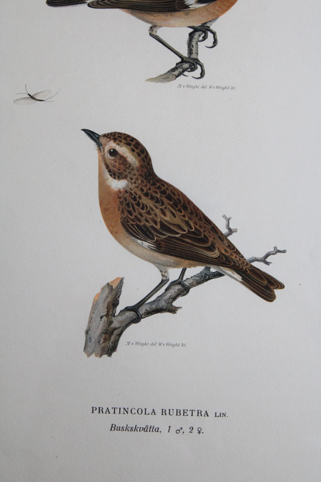 Grabado Litográfico Original de Aves Suecas (Pratincola Rubetra) - 1920