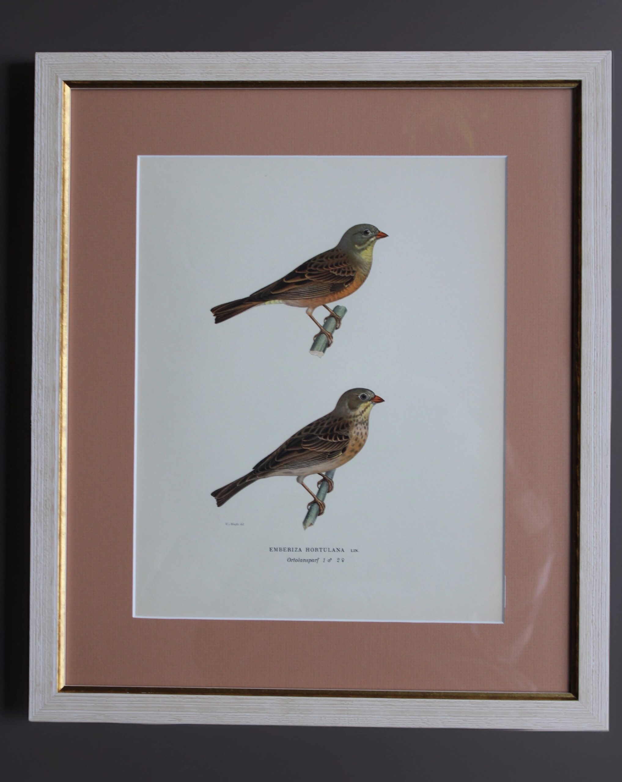 Grabado Litográfico Original de Aves Suecas (Emberiza Hortulana) - 1920