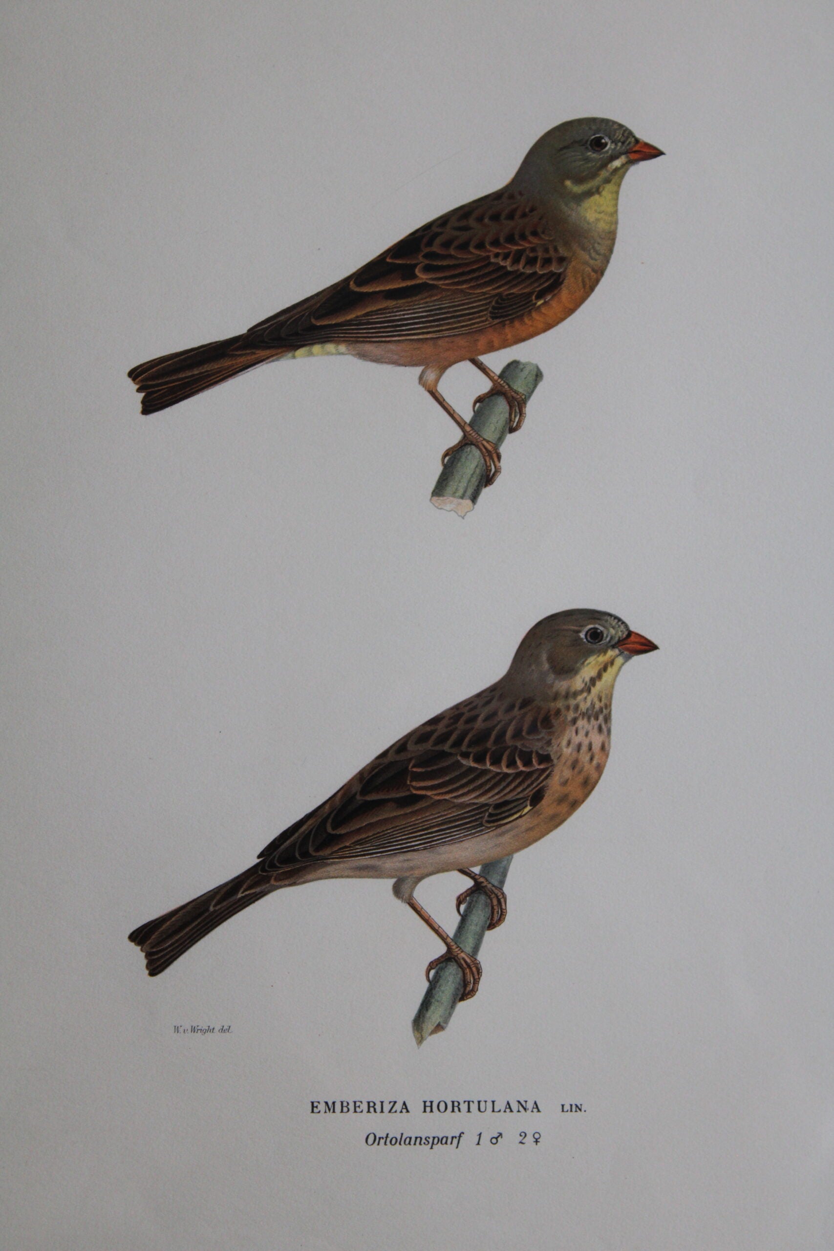 Grabado Litográfico Original de Aves Suecas (Emberiza Hortulana) - 1920
