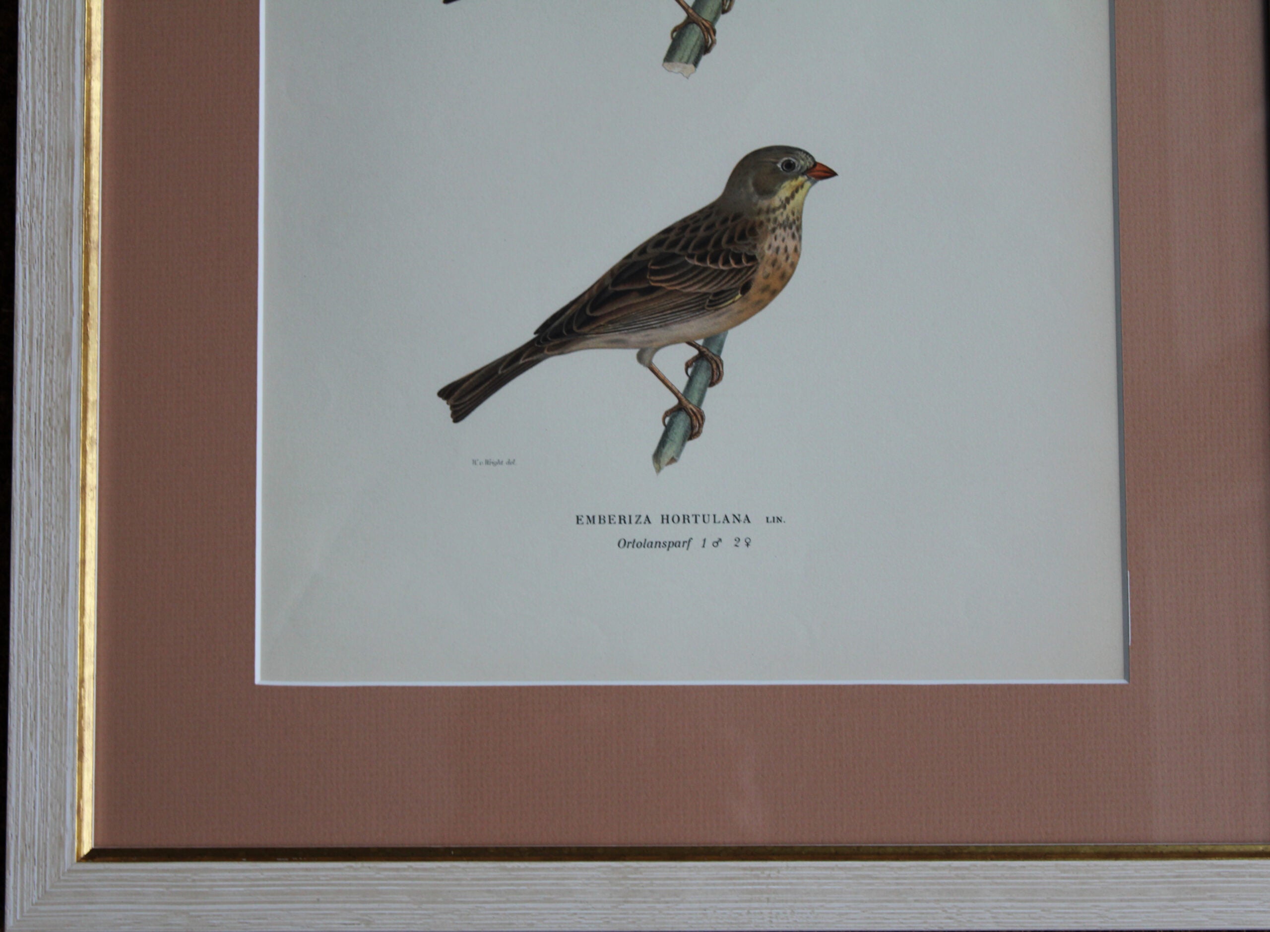 Grabado Litográfico Original de Aves Suecas (Emberiza Hortulana) - 1920