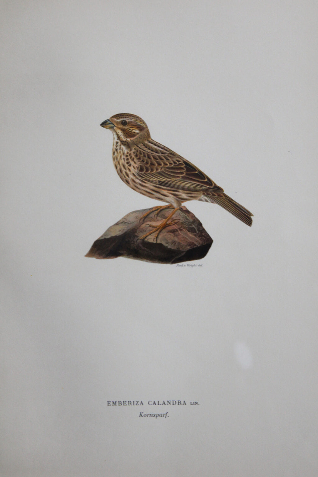 Original Lithographic Engraving of Swedish Birds (Emberiza Calandra) - 1920