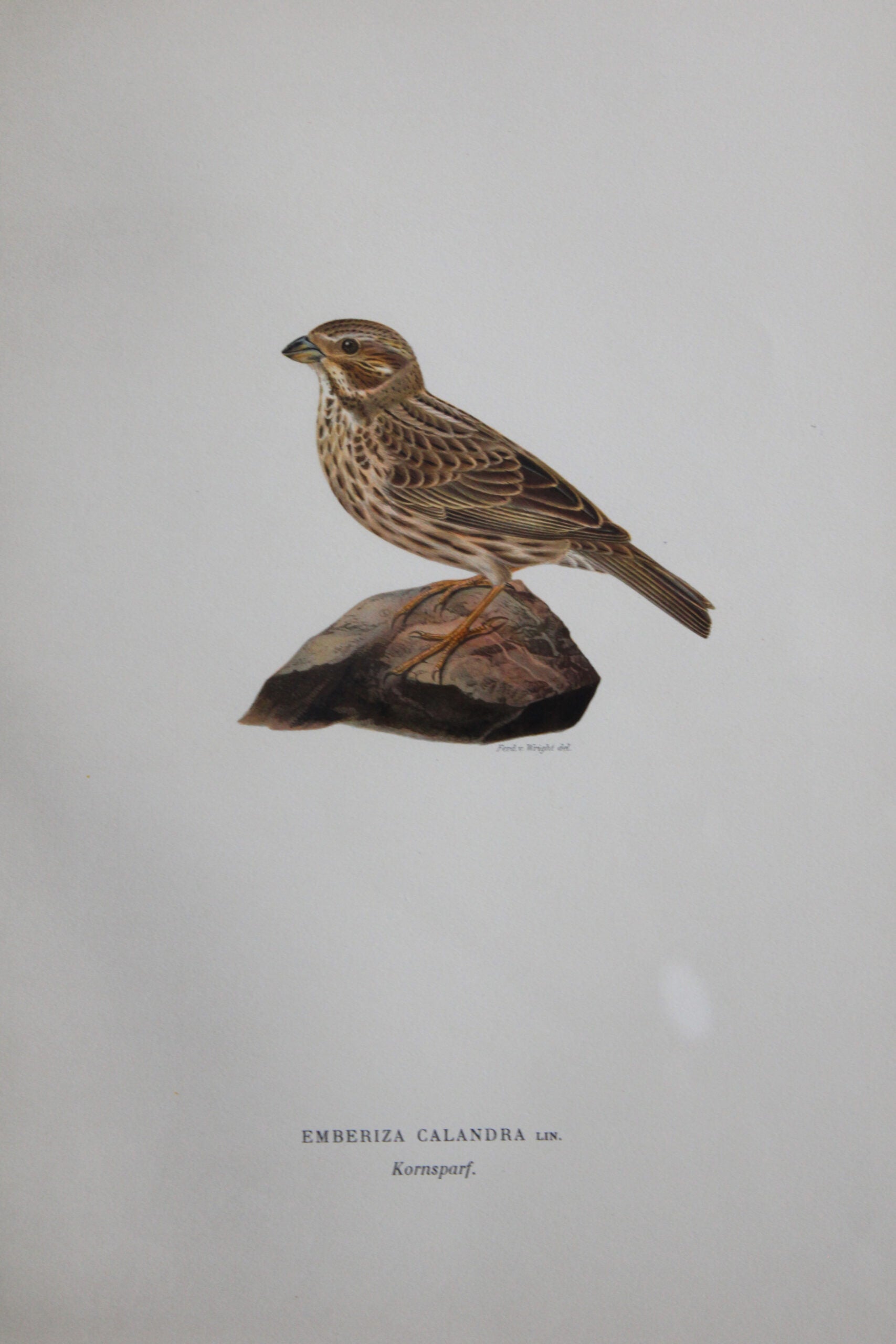 Grabado Litográfico Original de Aves Suecas (Emberiza Calandra) - 1920