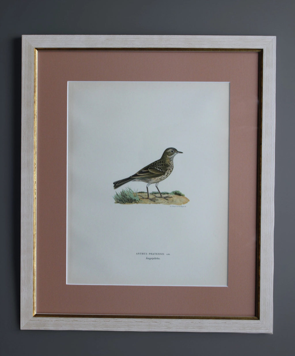 Original Lithographic Print of Swedish Birds (Anthus Pratensis) - 1920