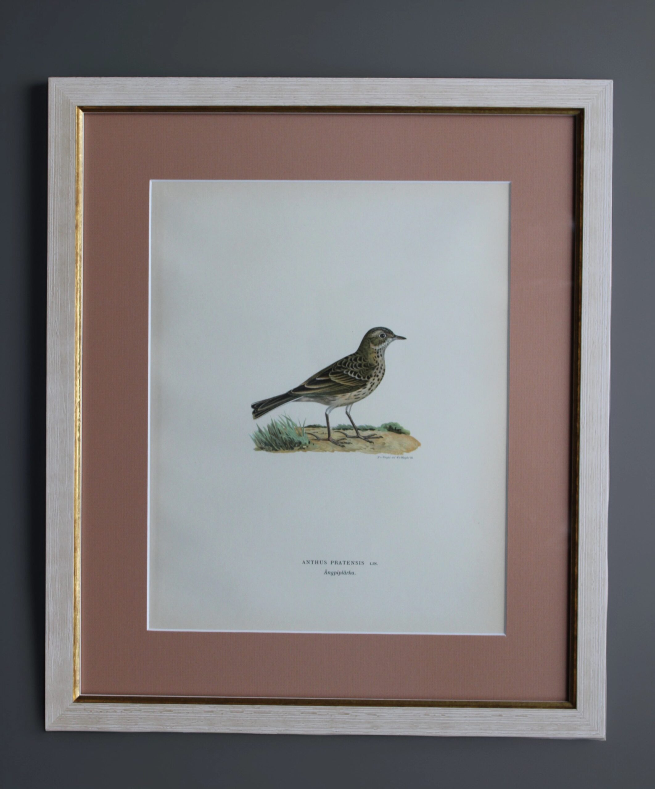 Grabado Litográfico Original de Aves Suecas (Anthus Pratensis) - 1920