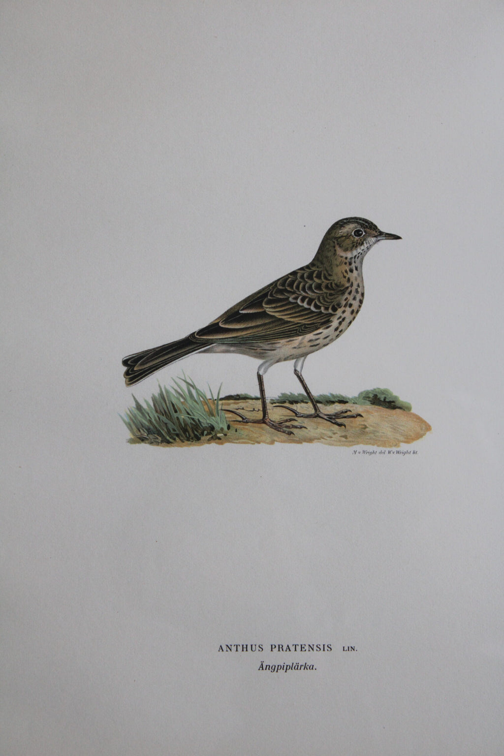 Original Lithographic Print of Swedish Birds (Anthus Pratensis) - 1920