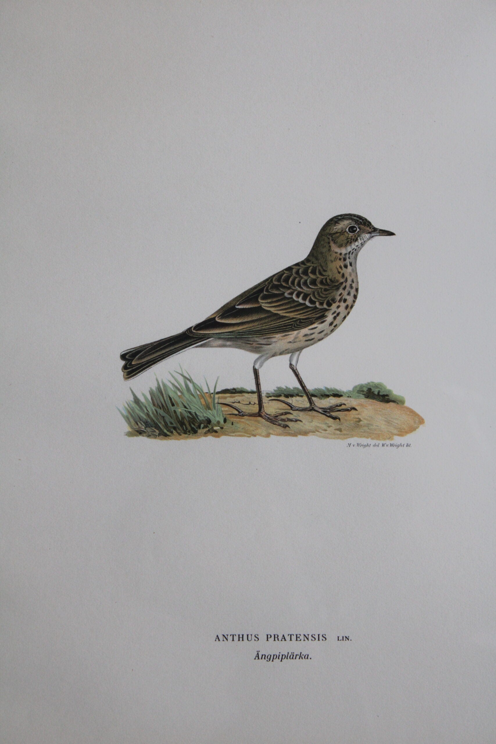 Grabado Litográfico Original de Aves Suecas (Anthus Pratensis) - 1920