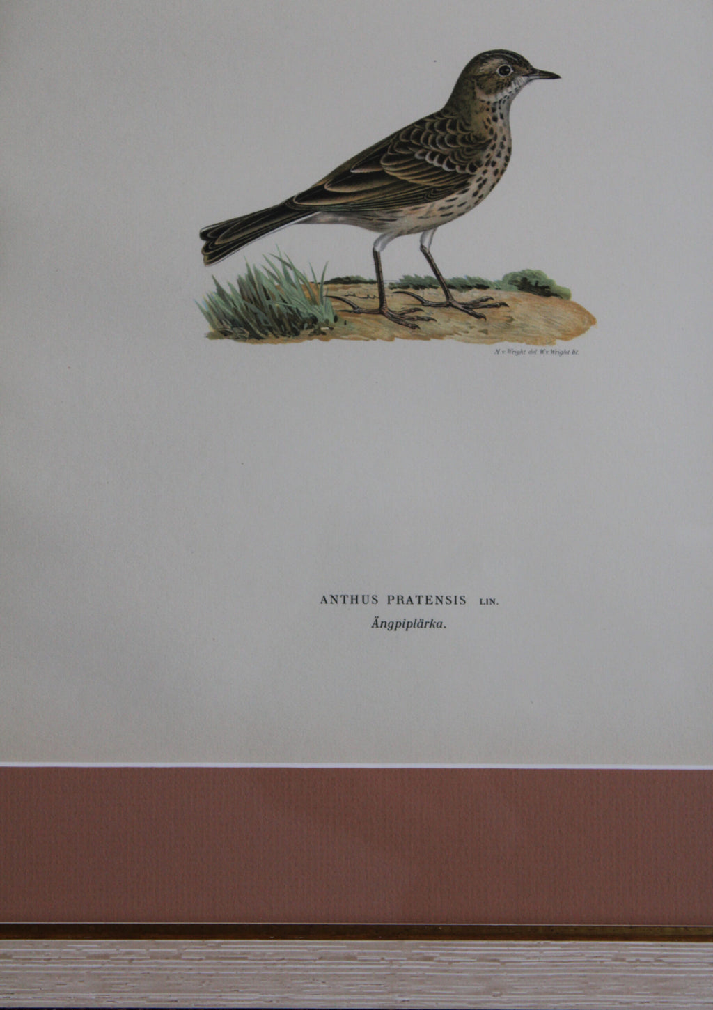 Original Lithographic Print of Swedish Birds (Anthus Pratensis) - 1920