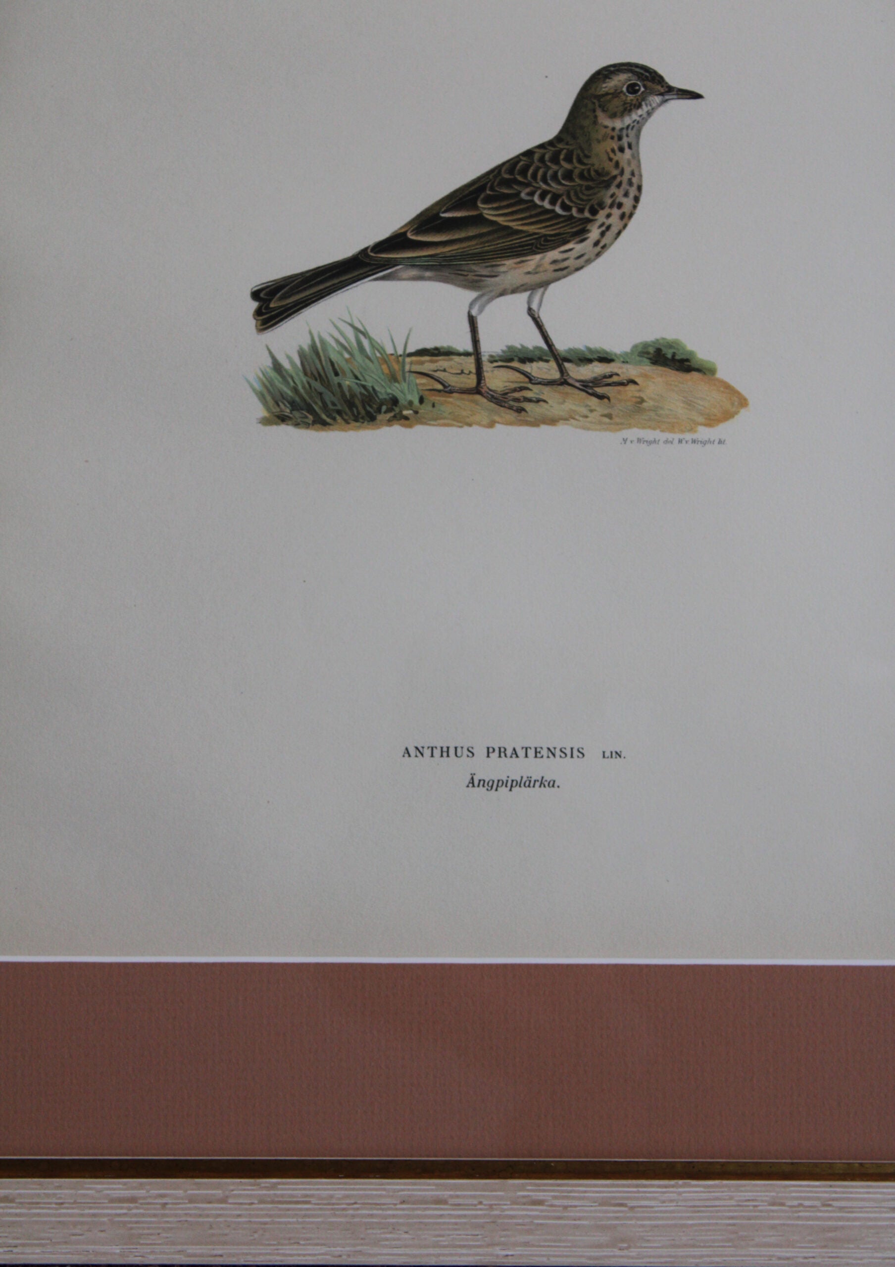 Grabado Litográfico Original de Aves Suecas (Anthus Pratensis) - 1920