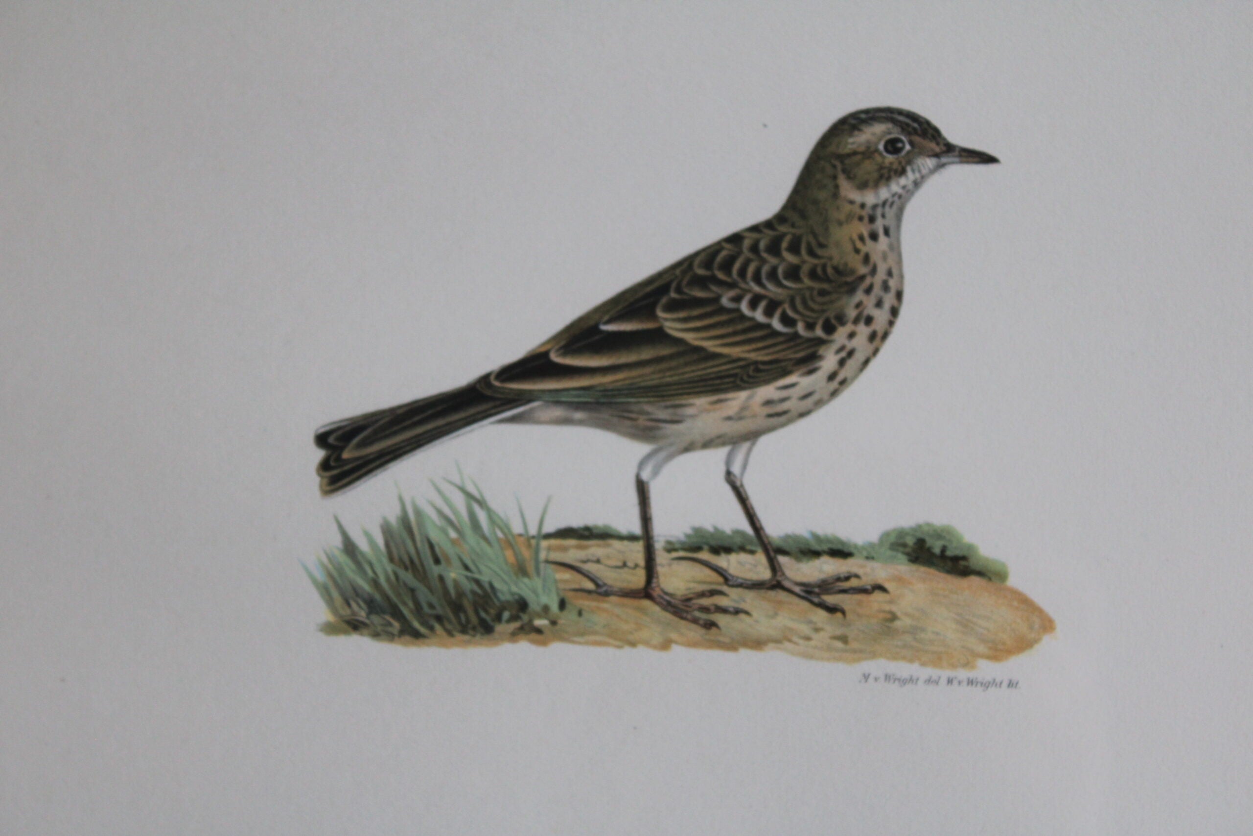 Original Lithographic Print of Swedish Birds (Anthus Pratensis) - 1920