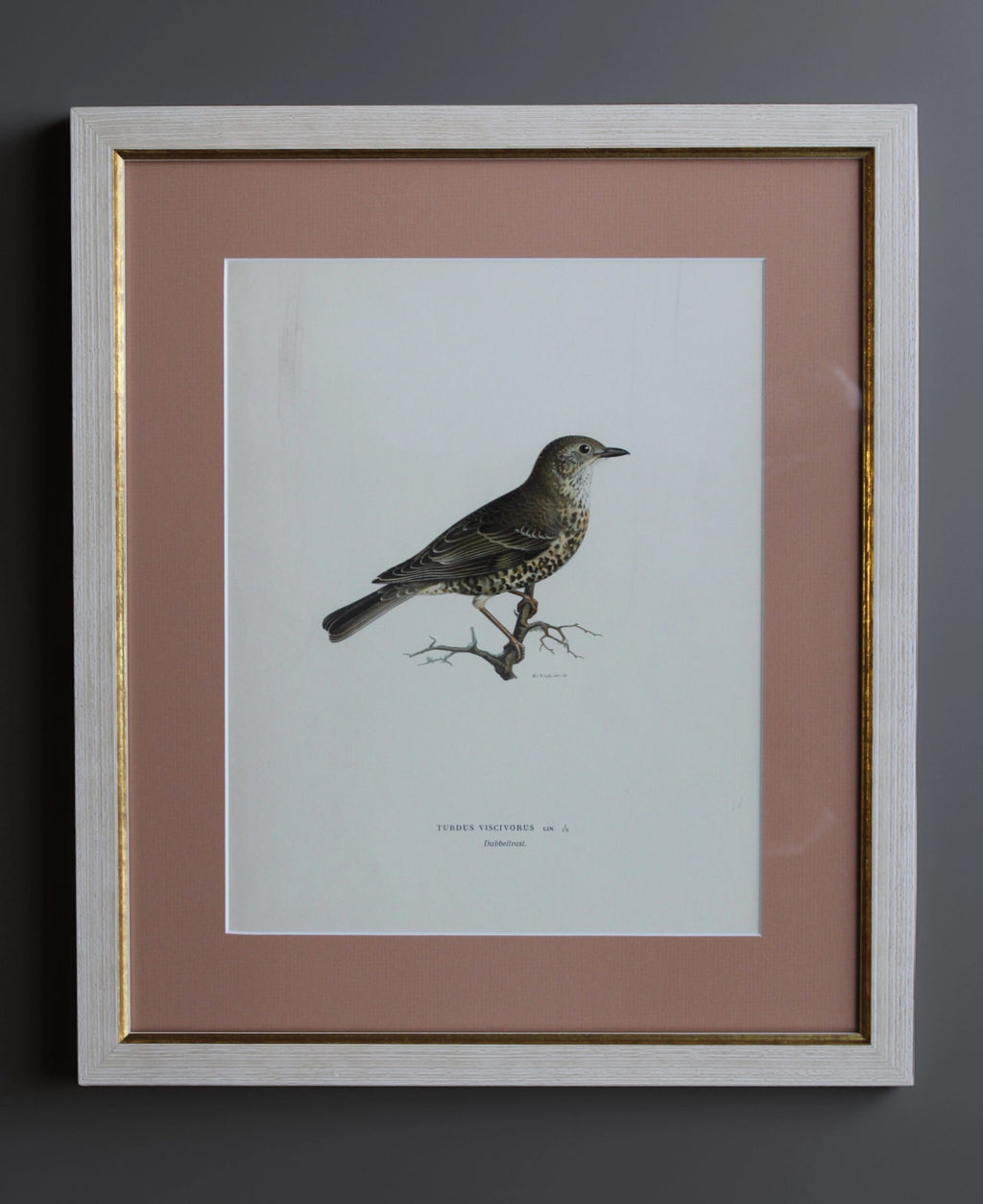 Original Lithographic Print of Swedish Birds (Turdus Viscivorus) - 1920