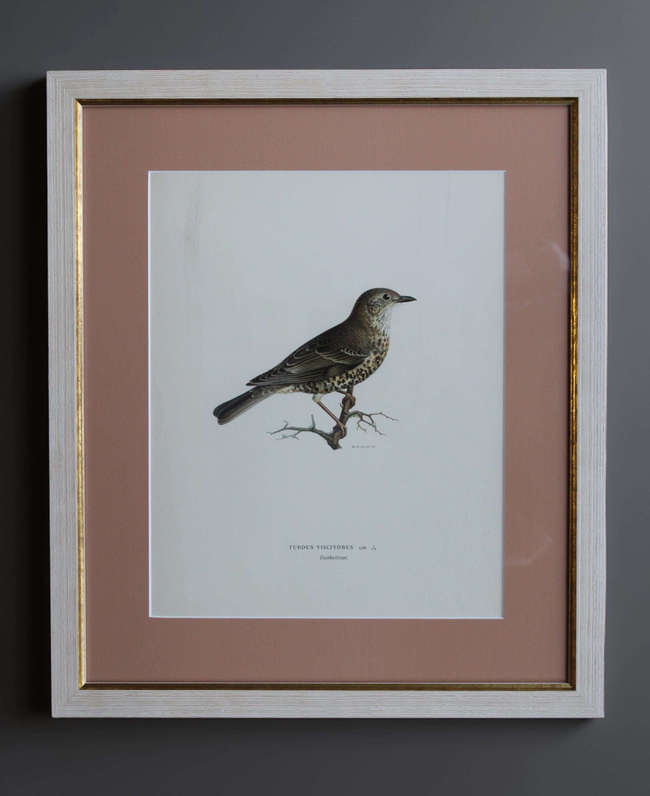 Grabado Litográfico Original de Aves Suecas (Turdus Viscivorus) - 1920