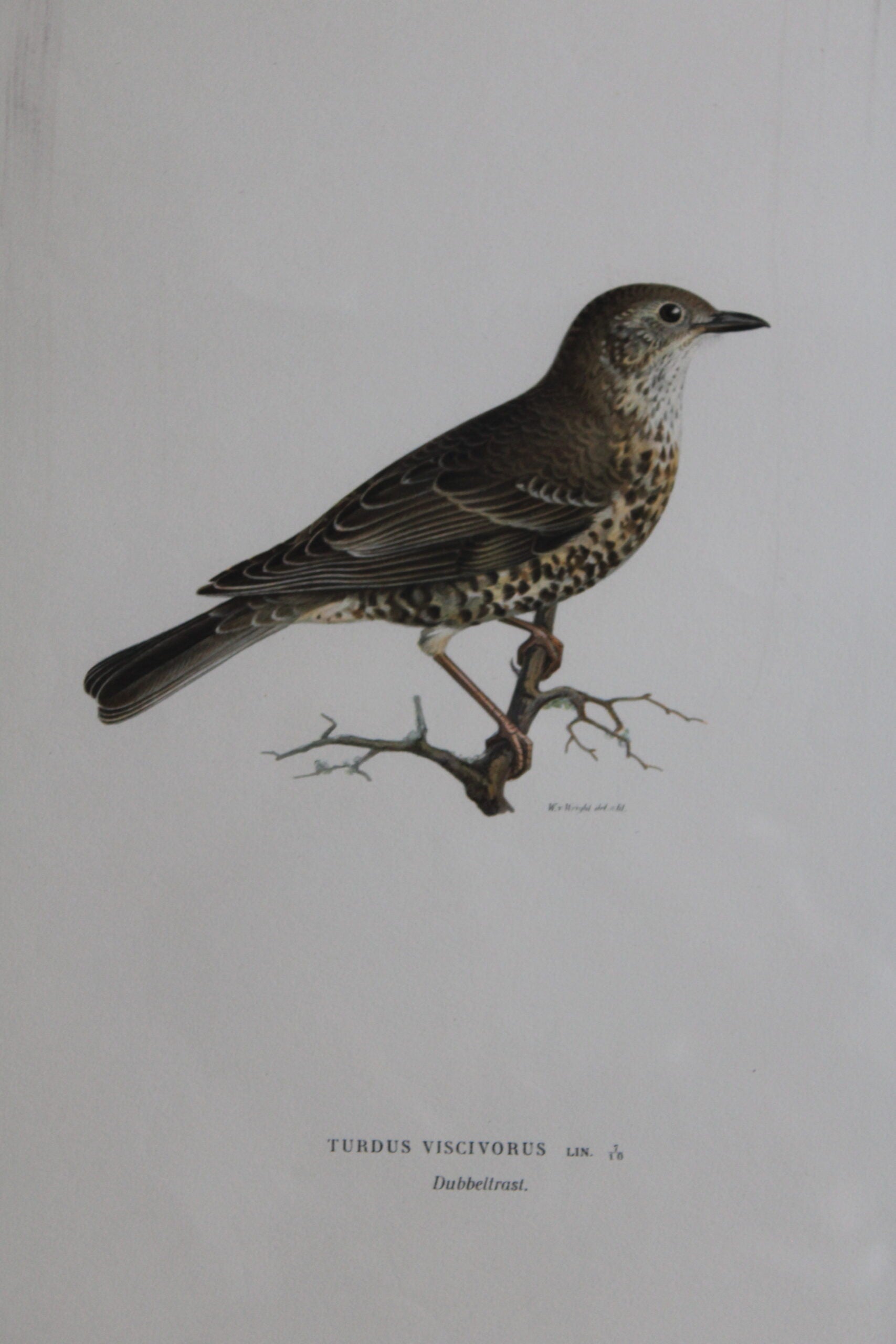 Grabado Litográfico Original de Aves Suecas (Turdus Viscivorus) - 1920