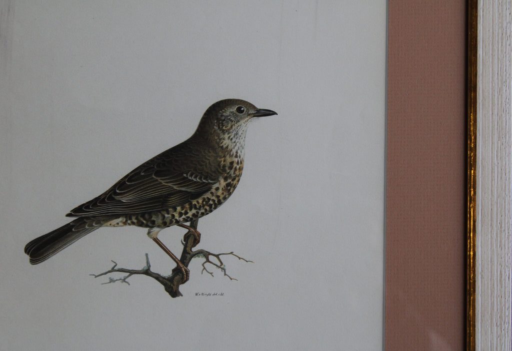 Original Lithographic Print of Swedish Birds (Turdus Viscivorus) - 1920