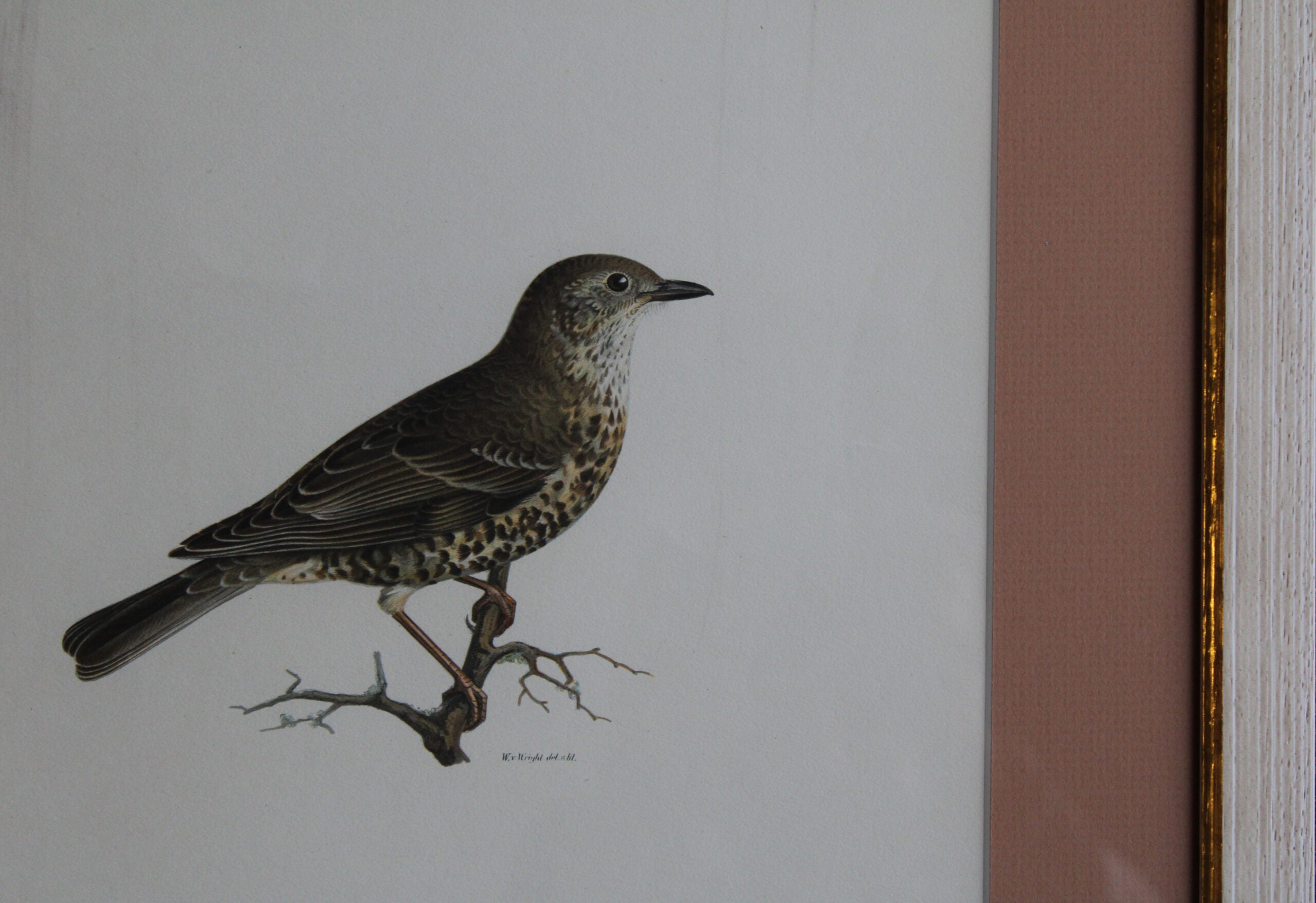 Grabado Litográfico Original de Aves Suecas (Turdus Viscivorus) - 1920