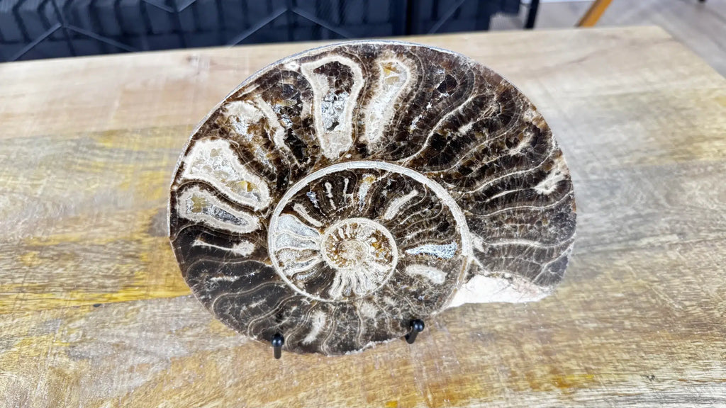 Polished Ammonite fossil Choffaticeras with stand – Cretaceous, Morocco