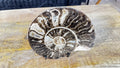 Polished Ammonite fossil Choffaticeras with stand – Cretaceous, Morocco