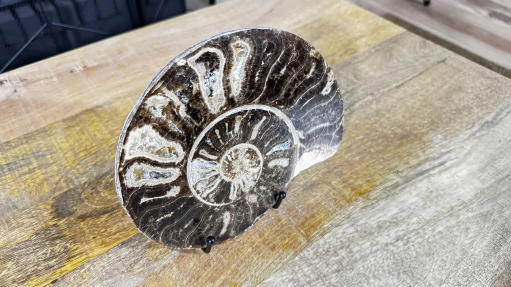 Polished Ammonite fossil Choffaticeras with stand – Cretaceous, Morocco