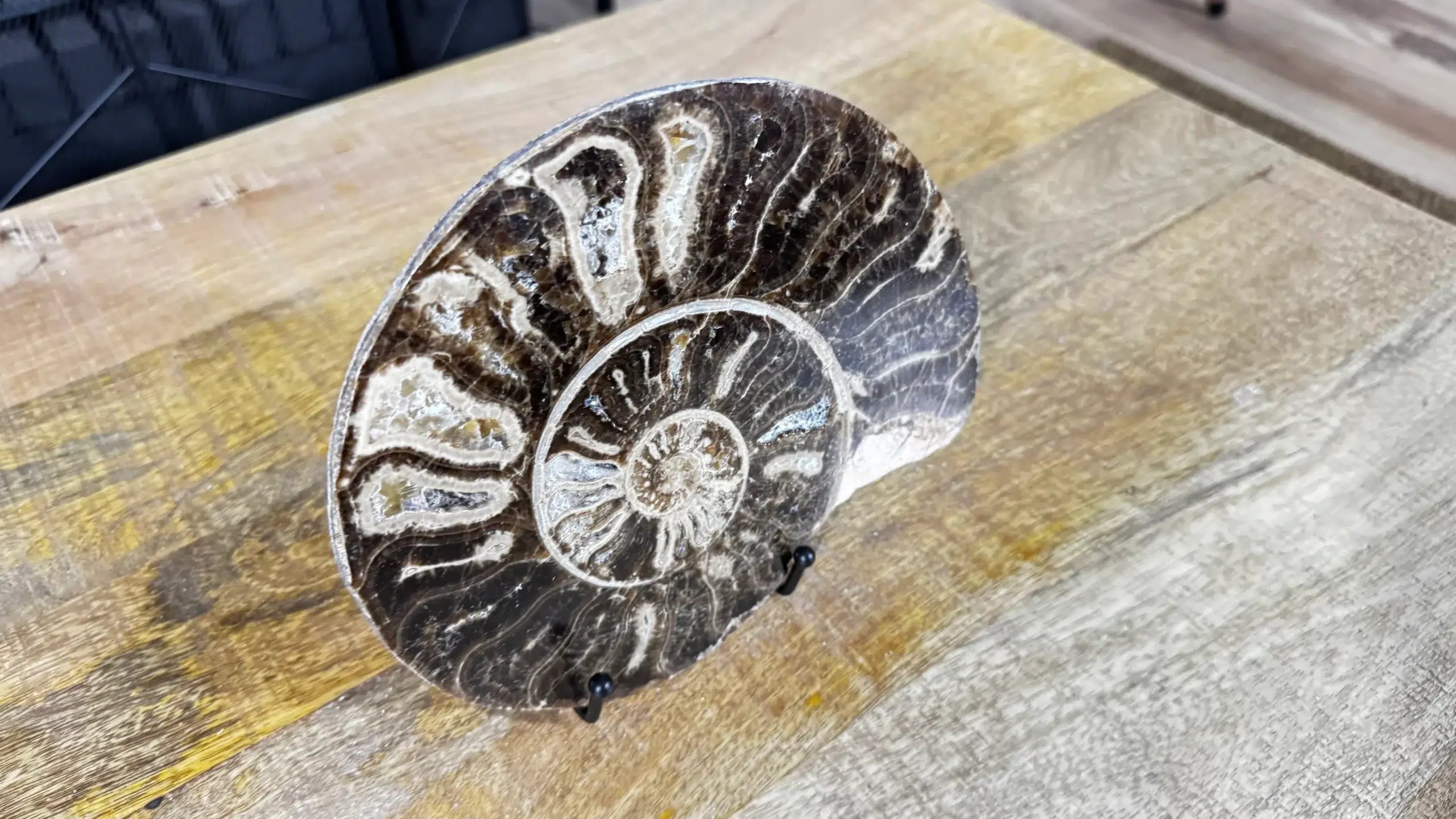 Ammonite fósil pulido Choffaticeras con soporte – Cretácico, Marruecos