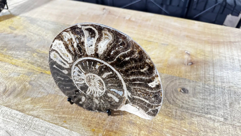 Polished Ammonite fossil Choffaticeras with stand – Cretaceous, Morocco