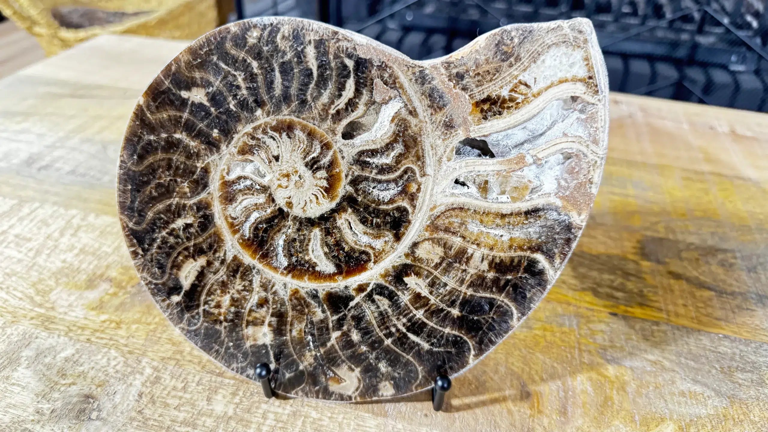 Ammonite fósil pulido Choffaticeras con soporte – Cretácico, Marruecos