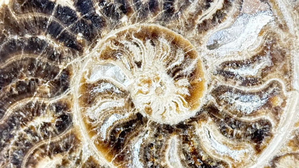 Polished Ammonite fossil Choffaticeras with stand – Cretaceous, Morocco