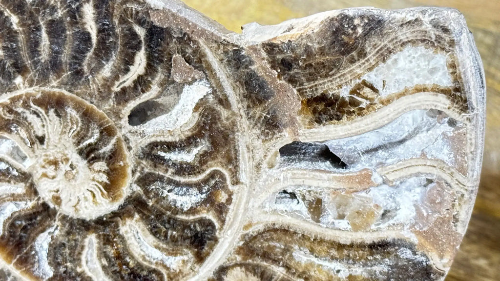 Polished Ammonite fossil Choffaticeras with stand – Cretaceous, Morocco