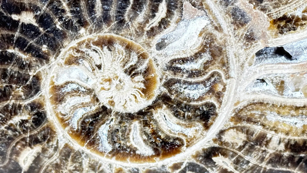Polished Ammonite fossil Choffaticeras with stand – Cretaceous, Morocco