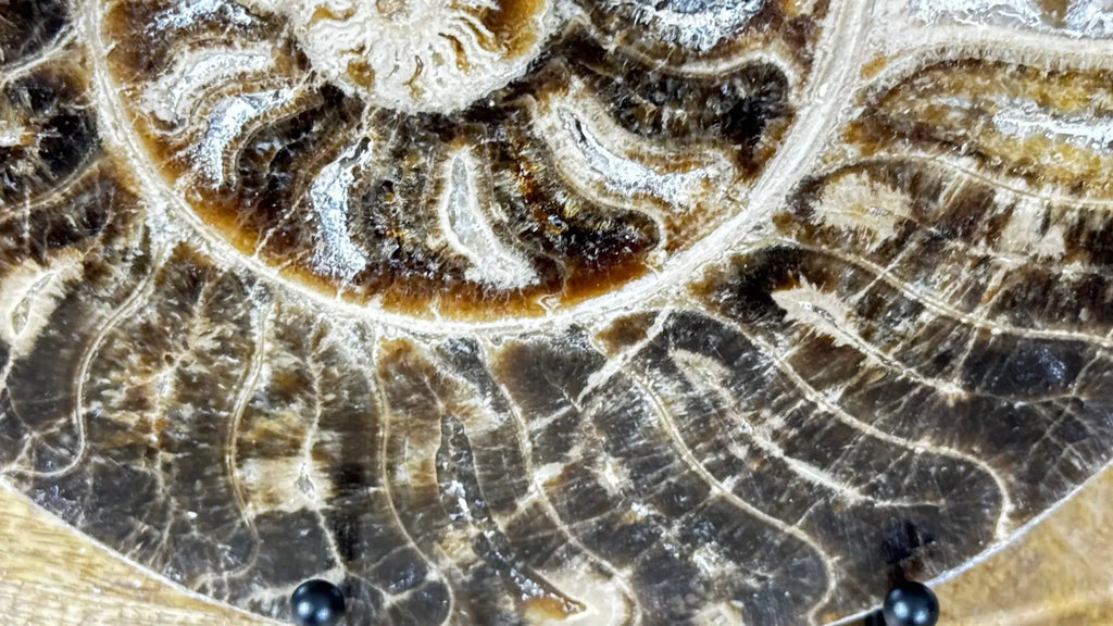 Polished Ammonite fossil Choffaticeras with stand – Cretaceous, Morocco