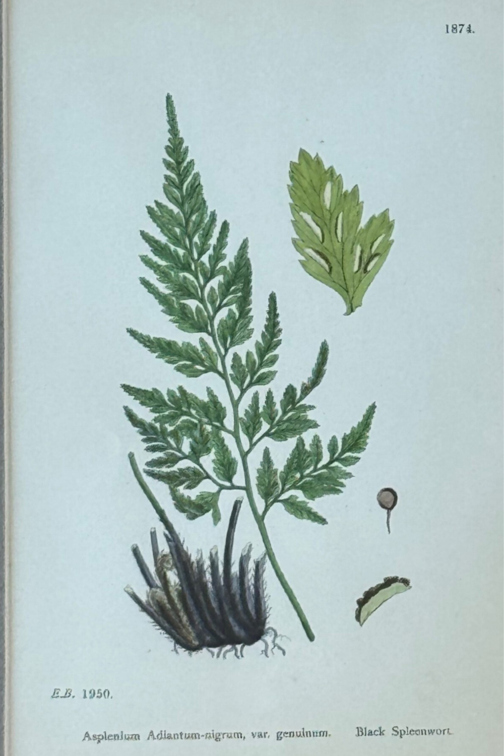 Lámina botánica antigua enmarcada (1886)
