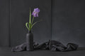 "Iris Pallida" by Christophe Verot